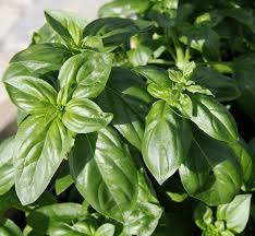 basil