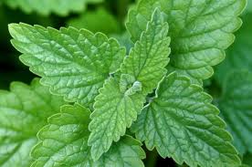 catnip