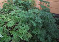 citronella