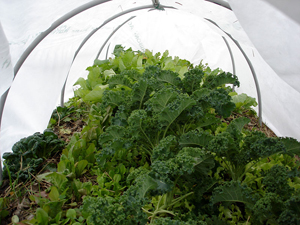 inside-of-a-row-cover