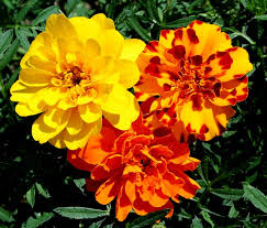 marigolds