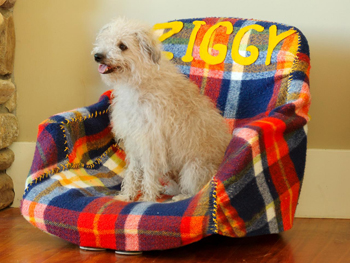 office chair into a pet bed- DIYscoop.com