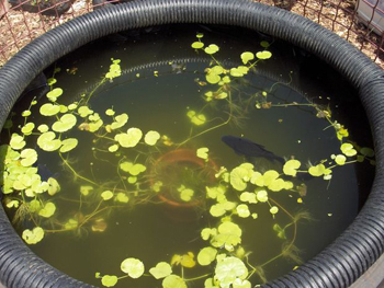 tire pond with fish- DIYscoop.com