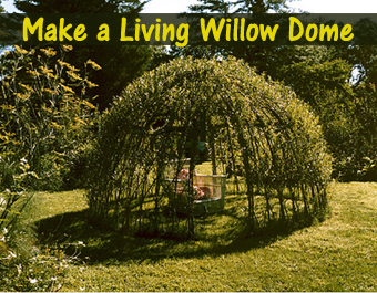 Make a Living Willow Dome – DIY Scoop