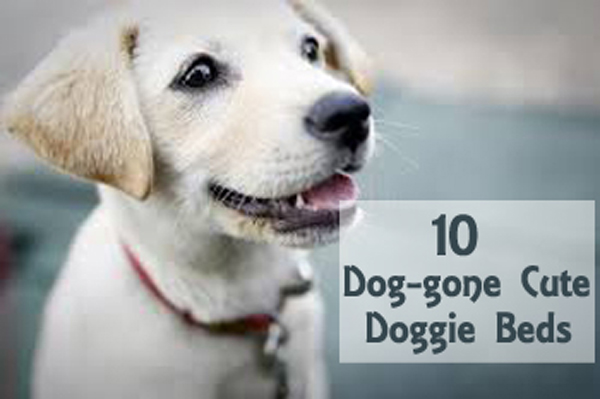 10 cute doggie beds